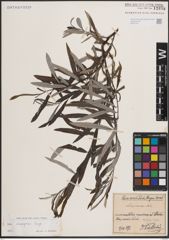 Foto von Salix eleagnos Scop.